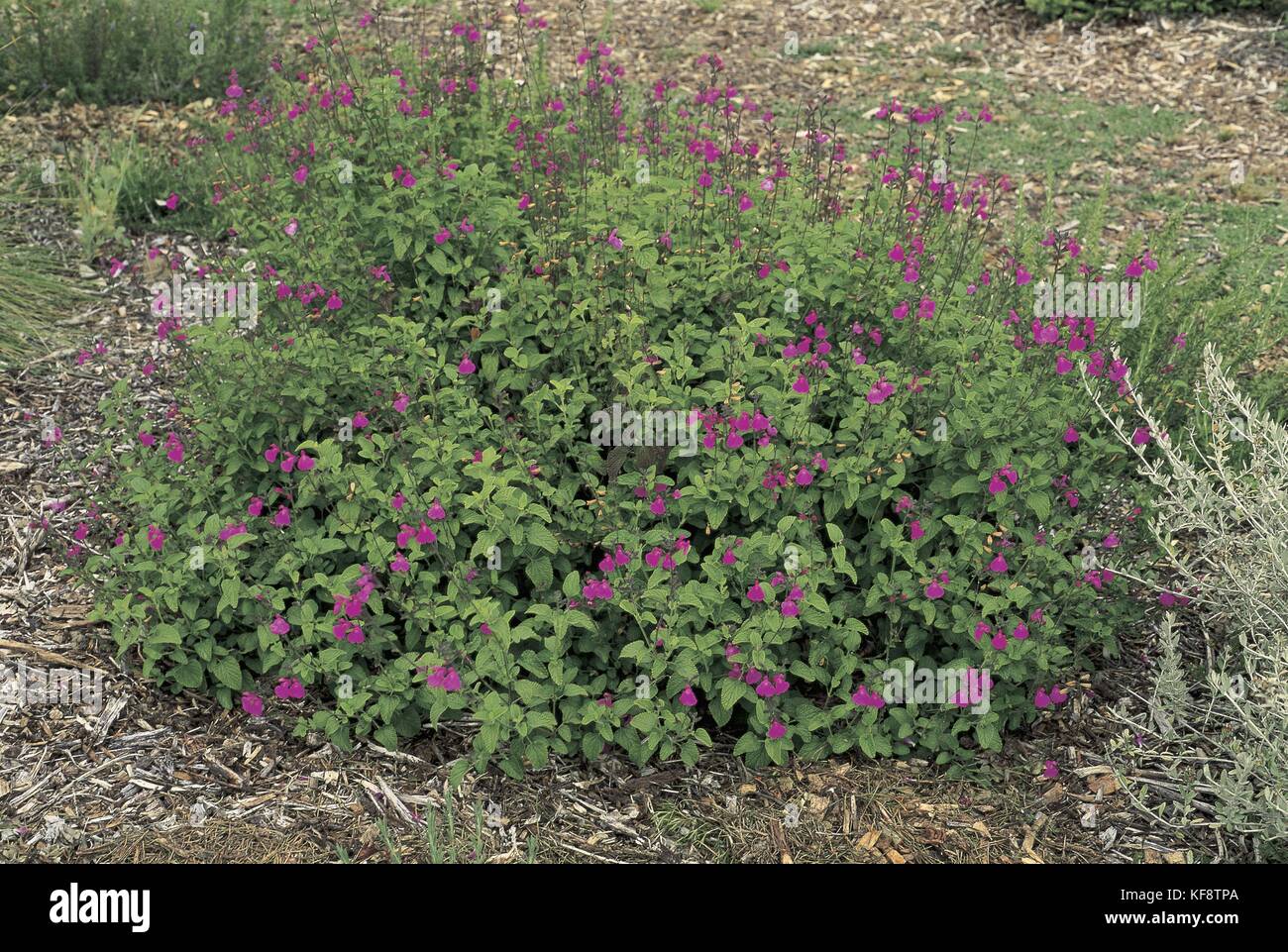 Botany, Lamiaceae. Baby sage (Salvia microphylla) `UCB Pink' Stock Photo